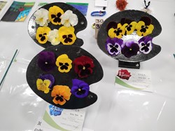 Sutton Valence Gardeners Association The Annual Shows