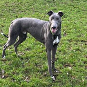 Greyhound Trust Shropshire & Borders Marco - RESERVED