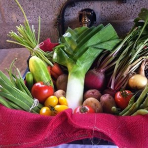 Hedley Horticultural Show