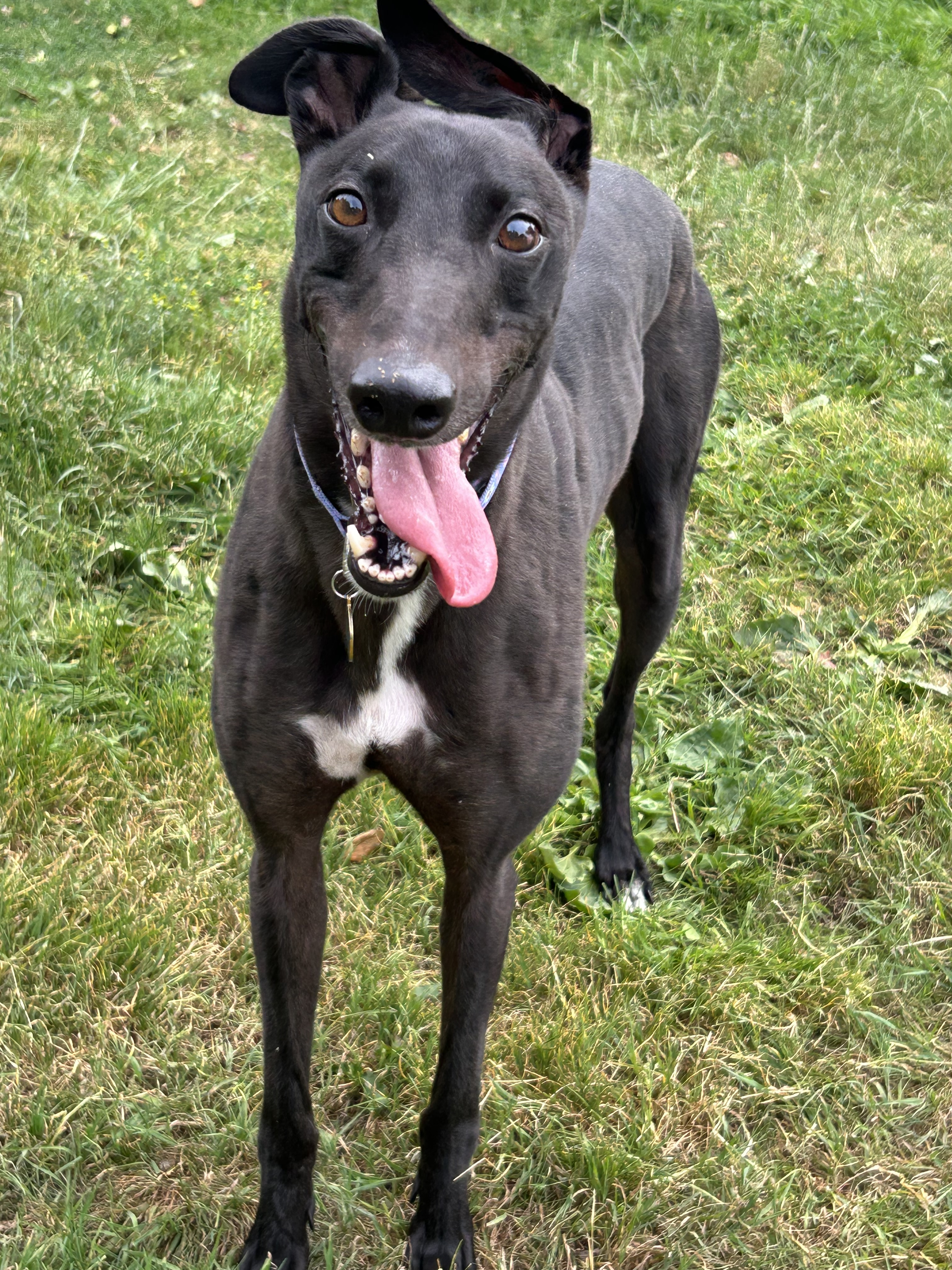 Greyhound Trust Shropshire & Borders Angelo