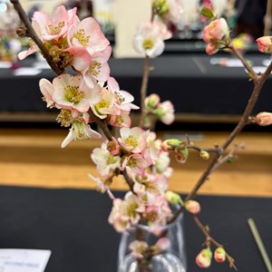 Mannings Heath & District Horticultural Society Photo Gallery