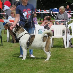 Whixall Social Centre Whixall Companion Dog Show 2022 Report