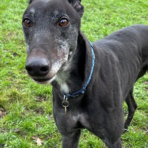 Lenny - visit his page for more information.