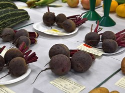 Bucklebury and Marlston Horticultural Society Autumn Show 2024