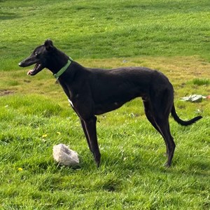 Greyhound Trust Shropshire & Borders Bestie