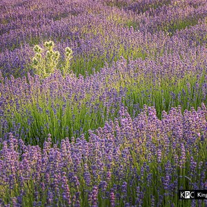 Gallery, Kingsclere Neighbourhood Plan