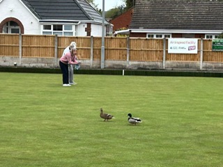 Getting our ducks in a row.....