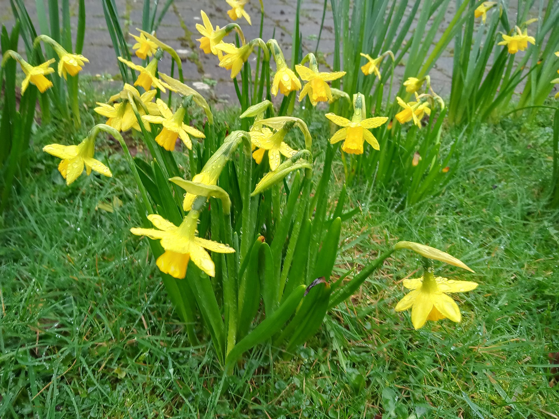 Spring, and St. David's Day.