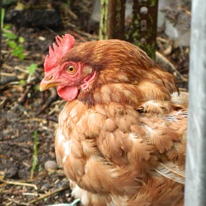 One of the rescue chickens enjoying life