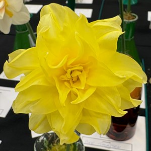 Mannings Heath & District Horticultural Society Photo Gallery