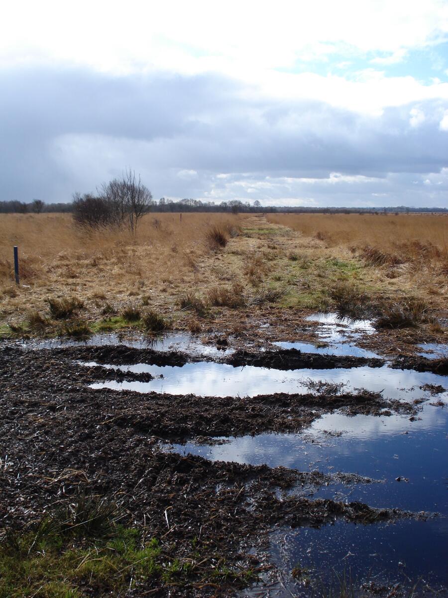 Black Water (Whixall Moss)