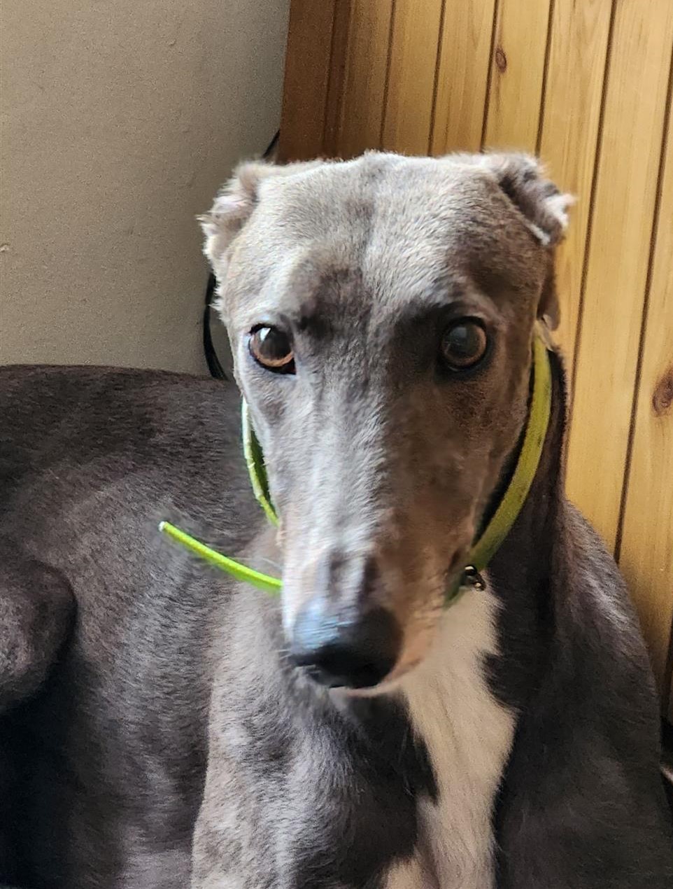 Greyhound Trust Shropshire & Borders Millie