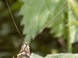 Longhorn male moth