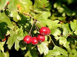 Wayfaring Tree Berries