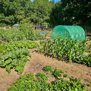 2nd place Oakley's Best Allotment