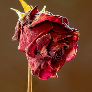 01. Still life