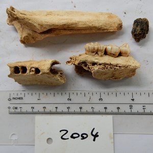 Rather grisly selection but there have been a lot of bones!