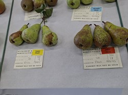 Bucklebury and Marlston Horticultural Society Autumn Show Report 2026