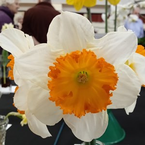 Mannings Heath & District Horticultural Society Photo Gallery