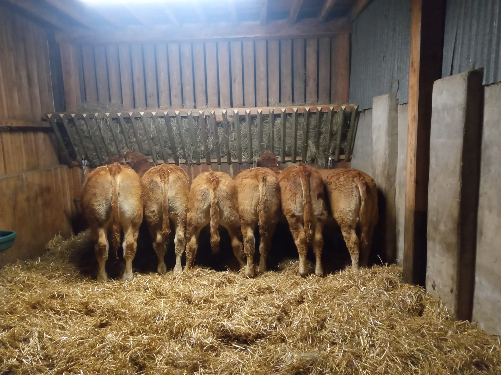 Local Bred Cattle Healaugh