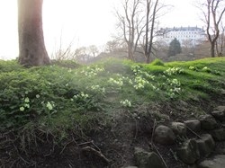 Primroses on the grotto bank