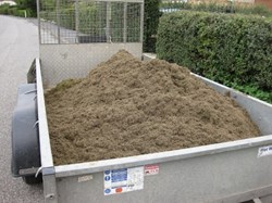 Thatch Removed