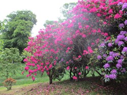 Azaleas in full bloom