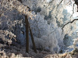 Winter frost in woodland