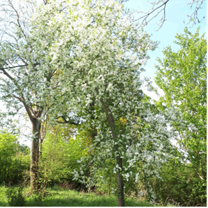 Bird cherry, Dunstall Common.