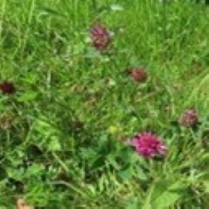 Speldhurst Parish Council Pocket Park Project