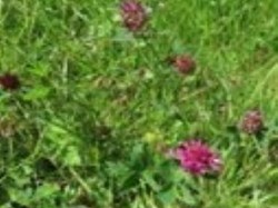 Speldhurst Parish Council Pocket Park Project