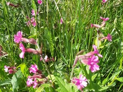 Sustainable Bourne Valley Hirst Meadow