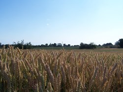 Crops in the fields surrounding Bredgar village.