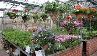 Local Garden Centres Hogfan Hognaston Ashbourne Derbyshire