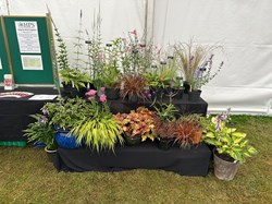 Selection of Hardy Plants