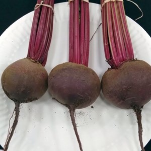 Mannings Heath & District Horticultural Society Summer Show 2025