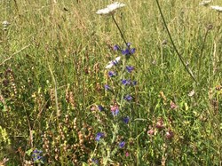 Sustainable Bourne Valley Wild Flower Meadow