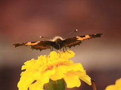 Photo by Helen McCormack