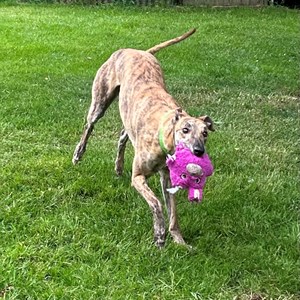 Greyhound Trust Shropshire & Borders Ninja