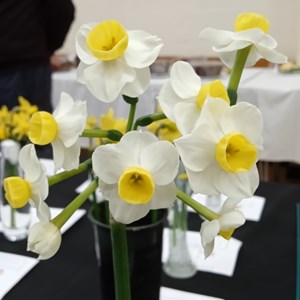 Mannings Heath & District Horticultural Society Photo Gallery
