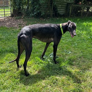 Greyhound Trust Shropshire & Borders Jimbo