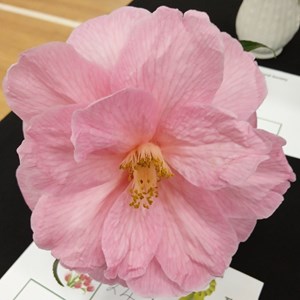Mannings Heath & District Horticultural Society Photo Gallery
