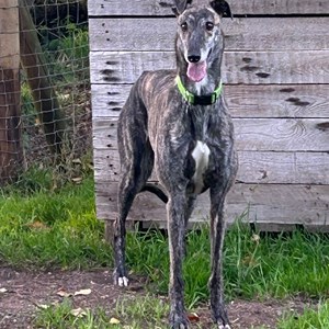 Greyhound Trust Shropshire & Borders Boo
