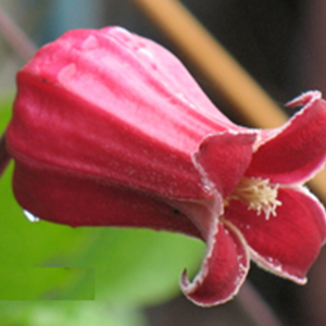 Clematis Viorna Group 'Ribble Red'