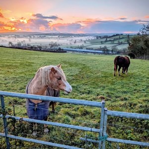 Ponies - Neil Lanning