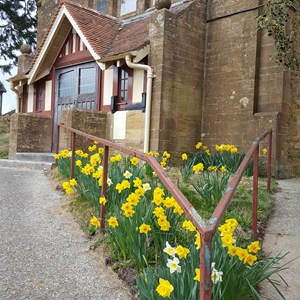 Daffodils in flower at front of Centre