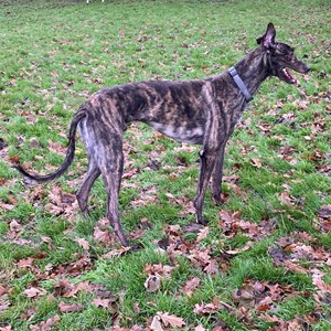 Greyhound Trust Shropshire & Borders Frankie