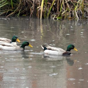 Some of the ducks living on the main pond
