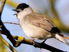 Sambourne Parish Council Wildlife sightings in Sambourne Parish