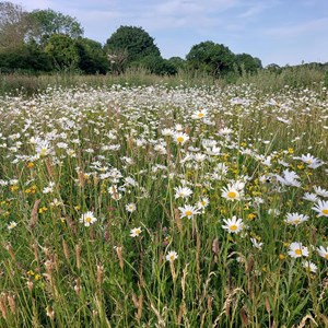 BMAT Firmins Field